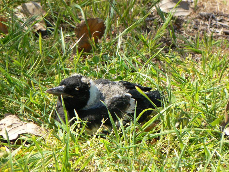 Juvenile Magpie P1030595.JPG